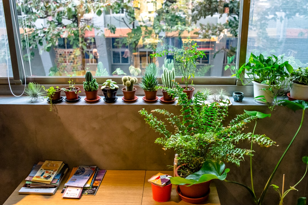 Peaceful indoor plants by window representing mindful living